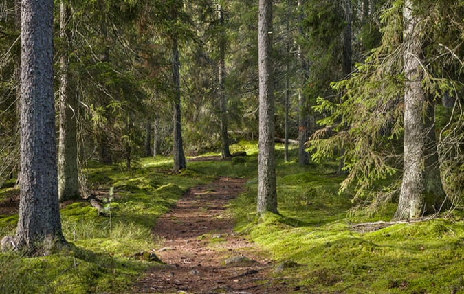 Skog i Uppland