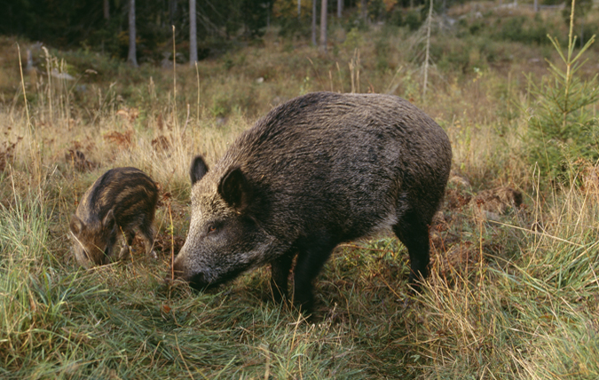 Vildsvin med unge som bökar i marken